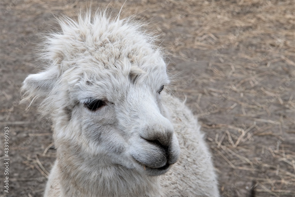 Obraz premium Liebling der Kinder in einem Streichelzoo - Porträt eines jungen, niedlichen Lamas