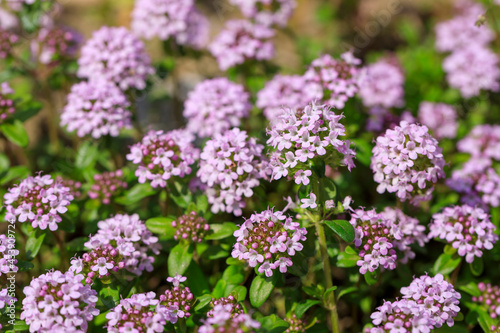 クリーピングタイムの花