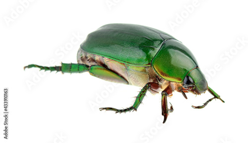 Green chafer on white background.