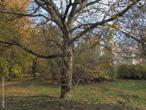 old tree in autumn