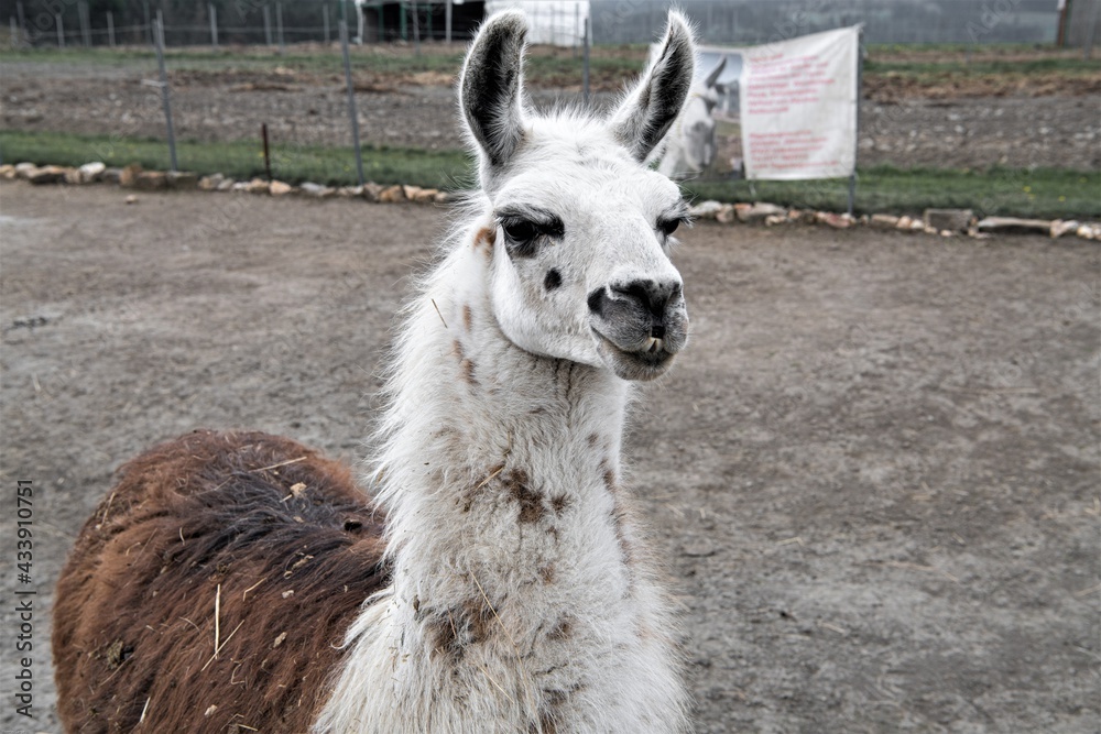 Obraz premium Aufmerksamer Blick - Porträt eines für die Zucht gehaltenen Hengstes eines Lamas . Die aufgestellten Ohren signalisieren Unruhe und Aufmerksamkeit. Werden Lamas beunruhigt, beginnen sie zu spucken