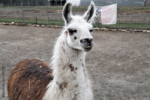 Aufmerksamer Blick  - Porträt eines für die Zucht  gehaltenen  Hengstes eines Lamas . Die aufgestellten Ohren signalisieren Unruhe und  Aufmerksamkeit. Werden Lamas beunruhigt, beginnen sie zu spucken