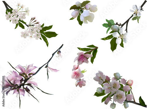 six different tree blossoms isolated on white
