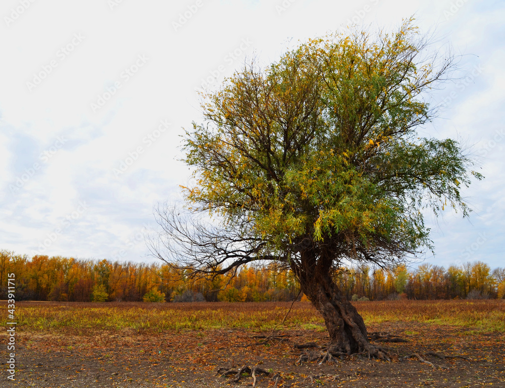 Fototapeta premium tree in autumn