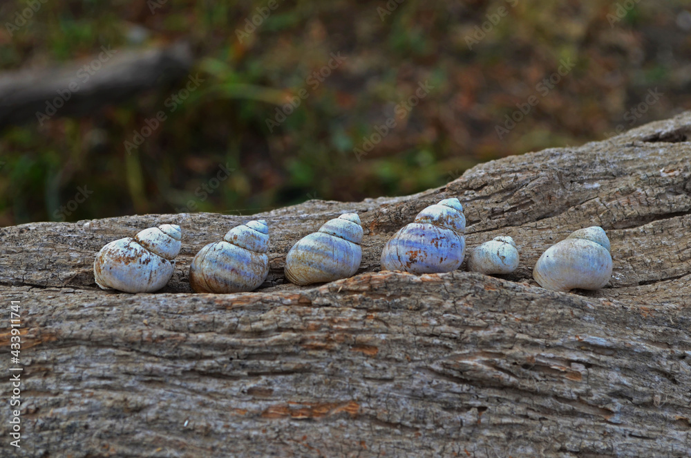 Obraz premium empty seashells on dry branch