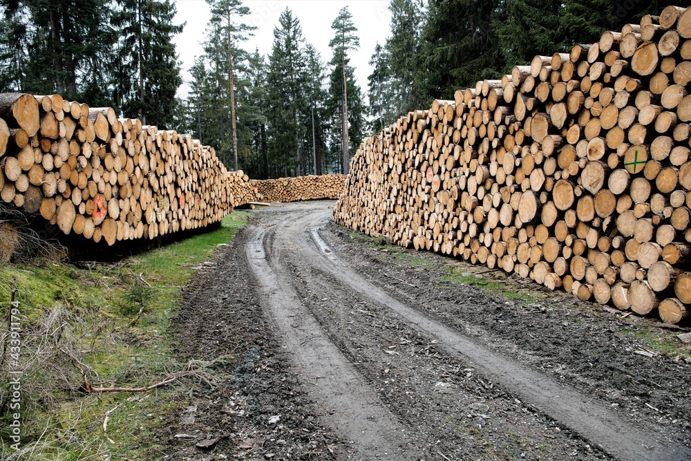 Gestapelte Baumstämme - Das Waldsterben und Holz im Überfluss sind eine Folge der klimabedingten Borkenkäferinvasion in Thüringen. Die Lagerkapazitäten auch in den Sägewerken sind fast erschöpft.