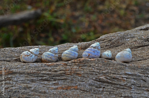 empty seashells on dry branch