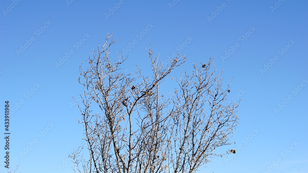 dry tree canopy against sky background dry tree canopy against sky background