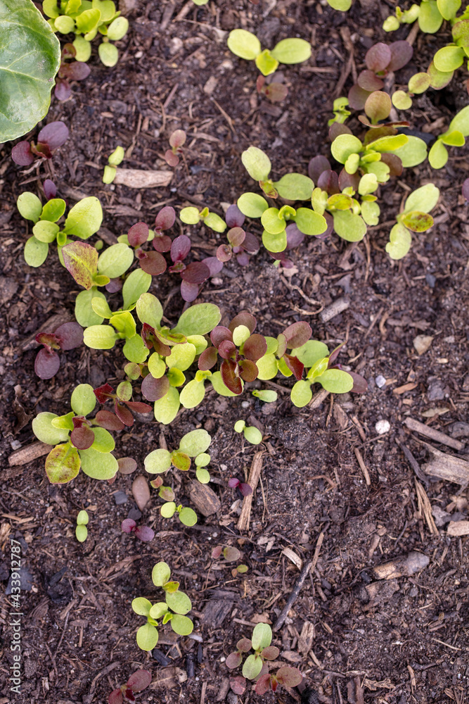 Background of fresh lettuce salad growth on the ground soil in the garden in spring season. Background of fresh lettuce salad growth on the ground soil in the garden in spring season.