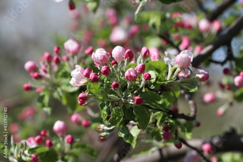Apple orchard in pink bloom. Twig of apple tree in springtime. Close-up.