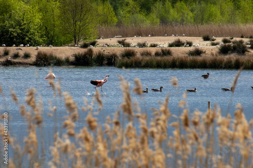 Flamingo bei der Landung