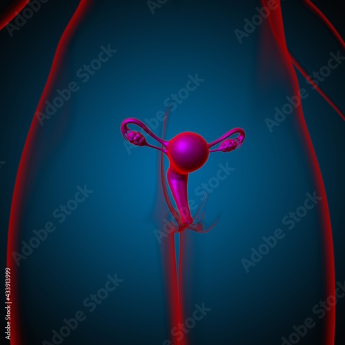 Female Reproductive System Anatomy For Medical Concept 3D
