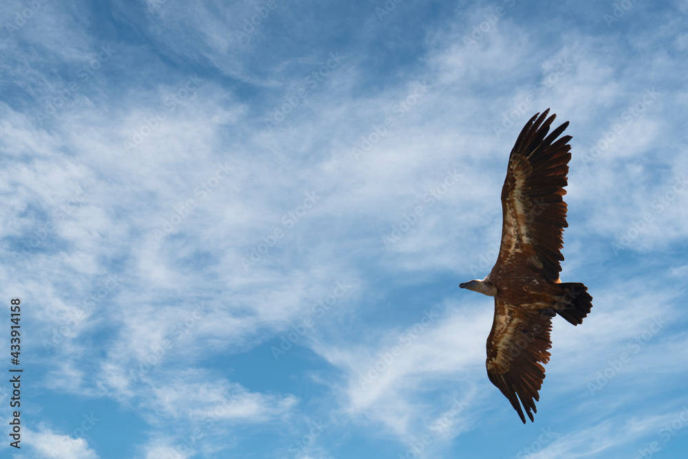 Flying, griffon vulture, vulture, Gyps fulvus