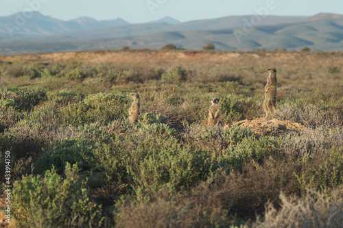 Meerkats family woke up early morning and went hunting in Oudshorn, South Afrcia photo