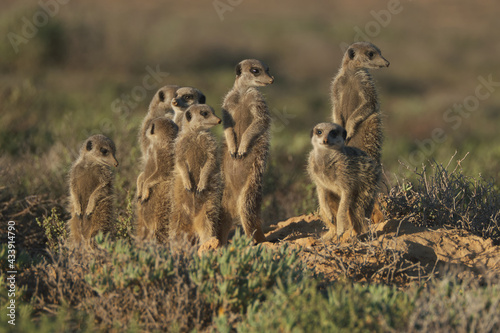 Meerkats family woke up early morning and went hunting in Oudshorn, South Afrcia photo