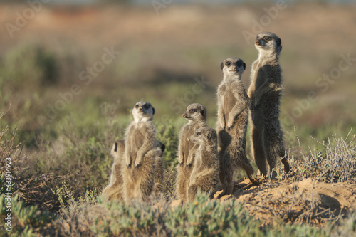 Meerkats family woke up early morning and went hunting in Oudshorn, South Afrcia