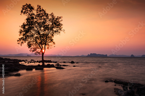 tree with motion seascape at sunset, Krabi