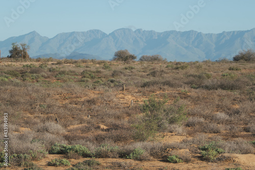 Meerkats family woke up early morning and went hunting in Oudshorn, South Afrcia photo