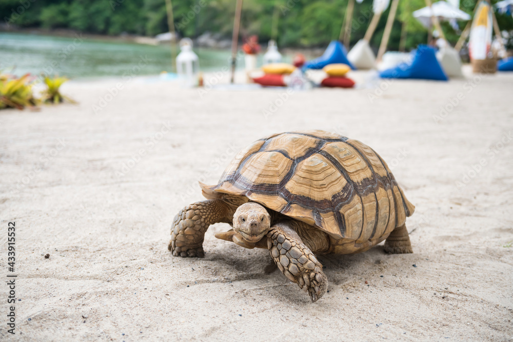 Obraz premium big green sea turtle on Phuket beach