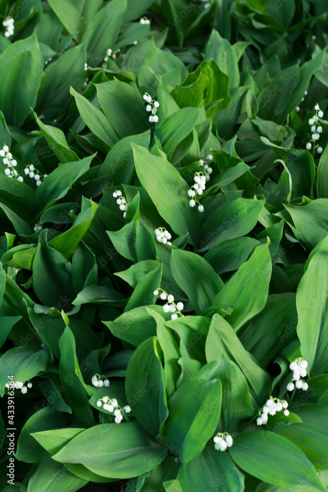 Fototapeta premium Lilies of the Valley