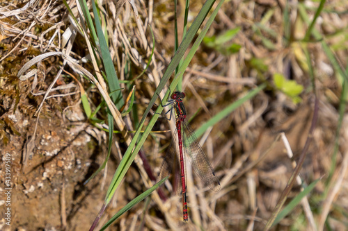 Large Red Damselfly perched on vegetation