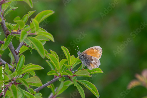 Small Heath butterfly basking on green leaves