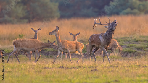 Red deer rutting season Veluwe