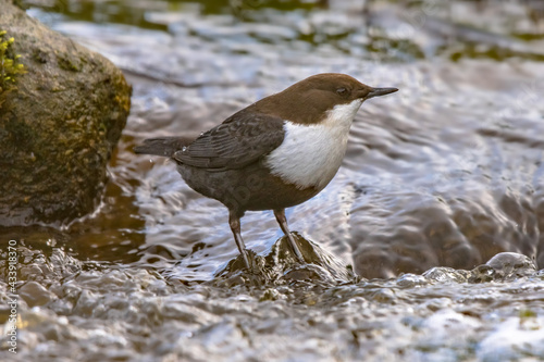 Quadro su tela White throated dipper foraging in streaming water