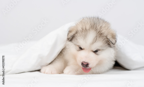 Sick alaskan malamute puppy lying under white warm blanket on a bed at home