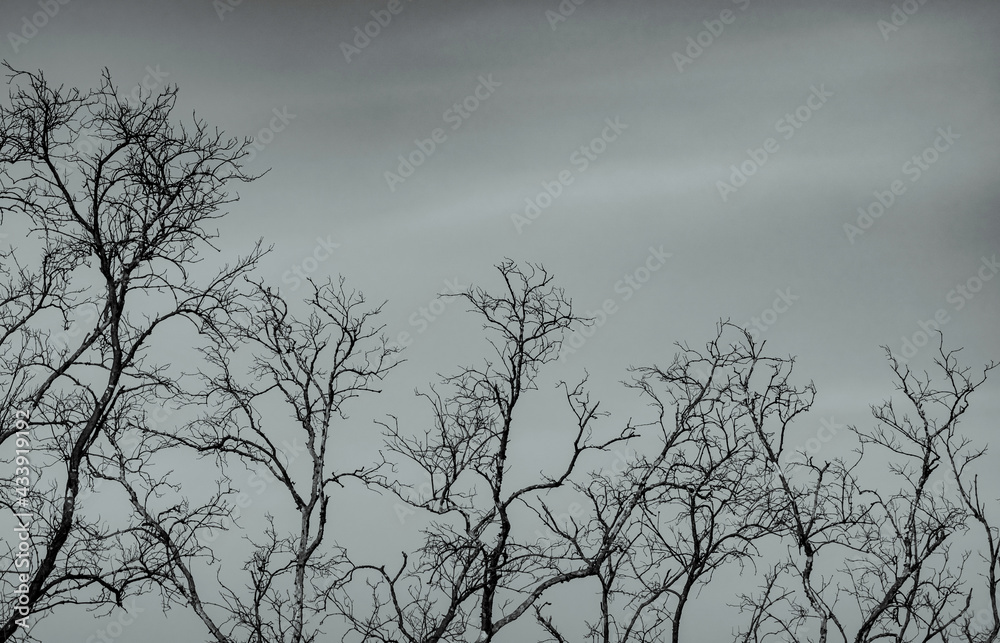 Bare tree on gray sky background. Silhouette dead tree. Background for dead, lonely, hopeless, and sad. Beauty pattern of tree branches. Fragility and uncertainty of life concept. Peaceful death. Bare tree on gray sky background. Silhouette dead tree. Background for dead, lonely, hopeless, and sad. Beauty pattern of tree branches. Fragility and uncertainty of life concept. Peaceful death.