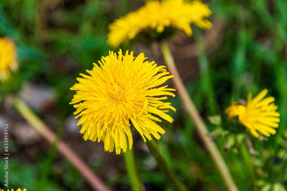 Die gelbe Blüte eines Löwenzahns (Taraxacum) an einem Feldrand im Frühjahr Die gelbe Blüte eines Löwenzahns (Taraxacum) an einem Feldrand im Frühjahr