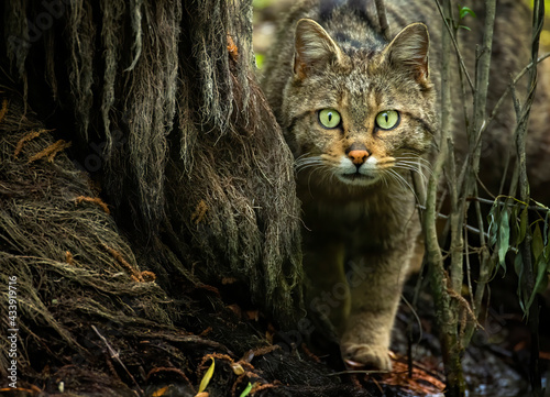 The wildcat photographed in the Danube Delta photo