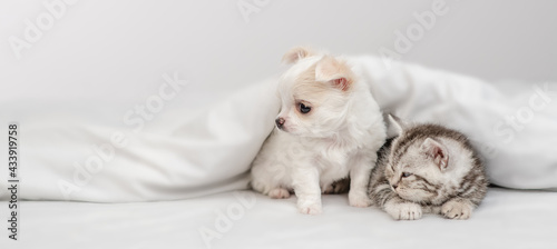 Chihuahua puppy and tabby kitten sit together under white warm blanket on a bed at home and look away on empty space