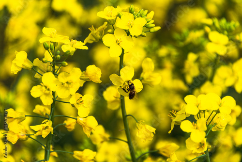 Gelb und grün, Rapspflanzen(Brassicaceae) in voller Blüte im Mai, eine Biene bei der Arbeit