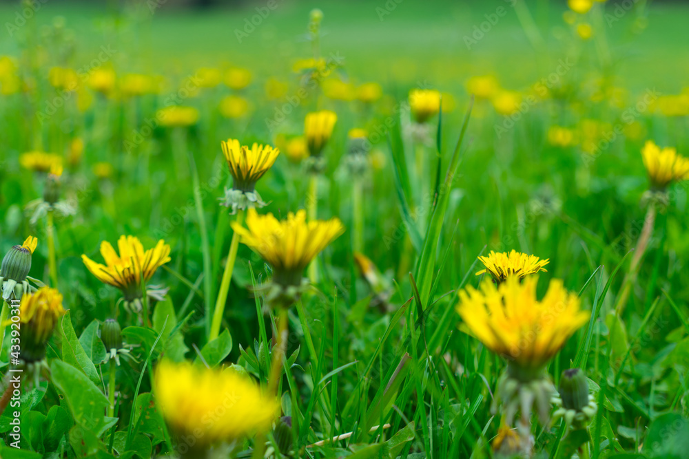 Fototapeta premium yellow dandelions on grass