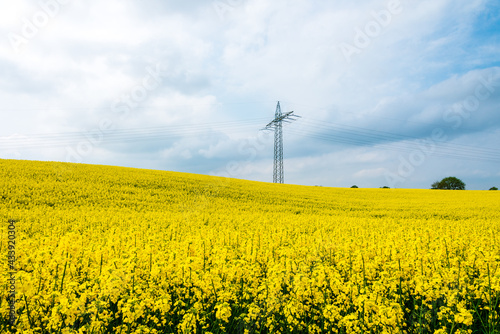 Hpochspannungsmast auf einem Rapsfeld w  hrend der Rapsbl  te