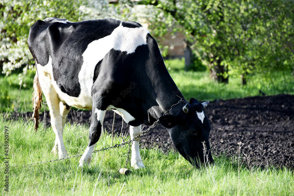 Black and white cow eating grass,village wildlife Black and white cow eating grass,village wildlife