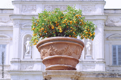 фотографія big clay pot whit oranges