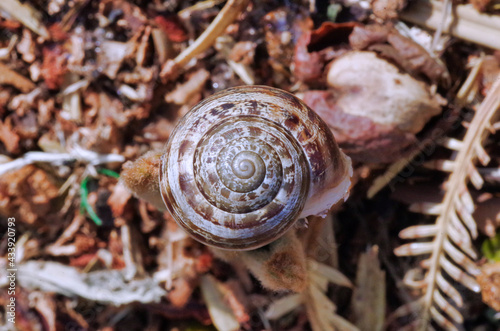 closeup view of a snail shell frop top photo