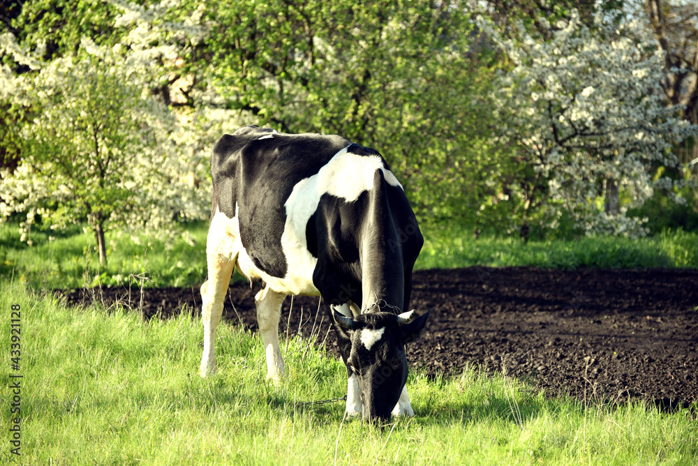 Black and white cow eating grass,village wildlife Black and white cow eating grass,village wildlife