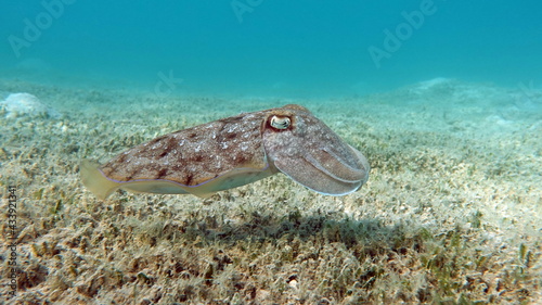 Pharaoh Cottlefish. Mollusks, type of Mollusk. Head-footed mollusks. Cuttlefish detachment. Pharaoh cuttlefish. photo