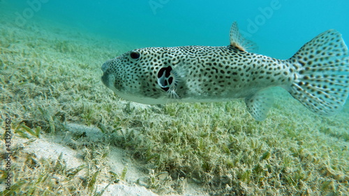 Arothron stellatus - Star puffer - This puffer (or arotron) . one of the largest of the genus puffer, it grows up to 110 cm, but usually there are individuals no more than 60 cm.