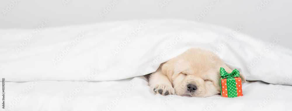 Golden retriever puppy sleeps with gift box under white warm blanket on a bed at home. Empty space for text Golden retriever puppy sleeps with gift box under white warm blanket on a bed at home. Empty space for text