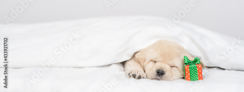 Golden retriever puppy sleeps with gift box under white warm blanket on a bed at home. Empty space for text