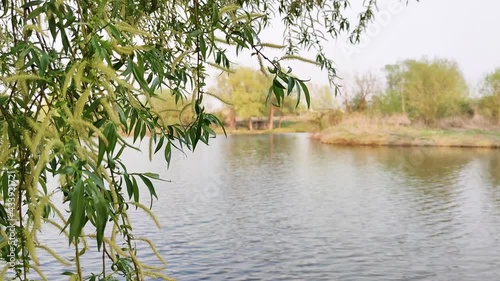 Beautiful branches of fresh green willow tree in foreground in soft sunset sunlight backlight on water pond ripples background. Natural fresh summer pond footage