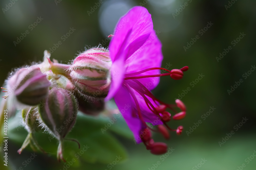 Macro close up of pink bigroot geranium (macrorrhizum) blossom with closed buds and green blurred background Macro close up of pink bigroot geranium (macrorrhizum) blossom with closed buds and green blurred background