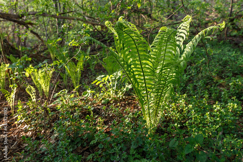 Fern growing in the forest. Green leaves in the evening in the sun.