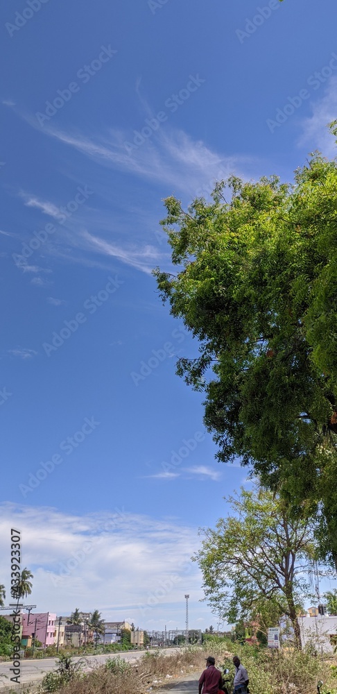 Fototapeta premium tree on the beach