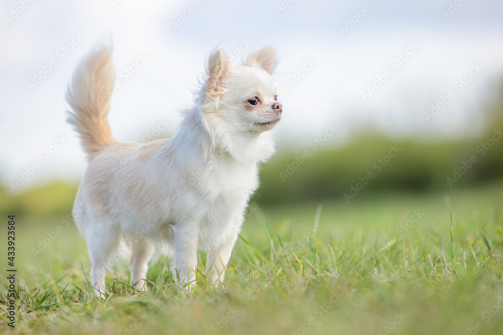 chihuahua chihuahua