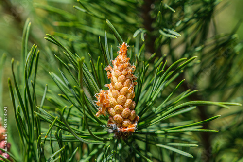 fir buds in the foreground